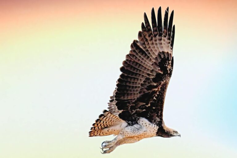 Wingspan bordspel review 2026: is dit vogel spel het waard?